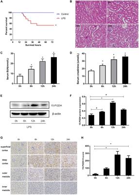 Pharmacologic Blockade of 15-PGDH Protects Against Acute Renal Injury Induced by LPS in Mice